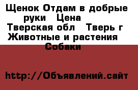 Щенок Отдам в добрые руки › Цена ­ 100 - Тверская обл., Тверь г. Животные и растения » Собаки   